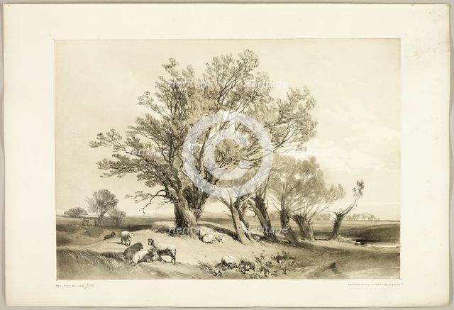 Pollard Willow, from The Park and the Forest, 1841. Creator: James Duffield Harding.