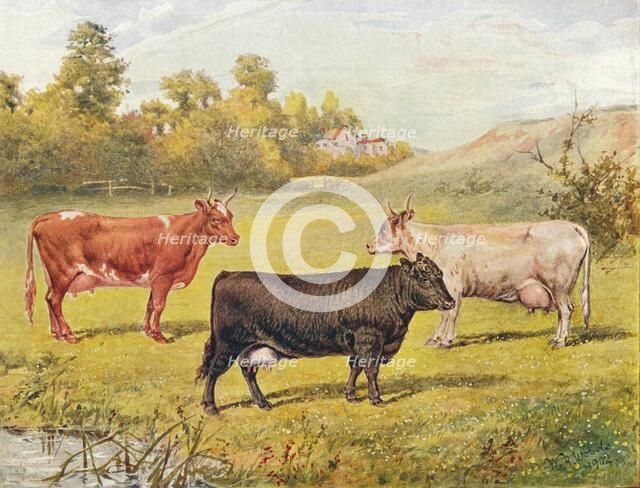 Polled Aberdeen and Ayrshire cows, 1902 (1910). Artist: WR Woods.