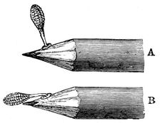 Pollen mass of Orchis mascula when first attached (A) and after depression (B), 1899