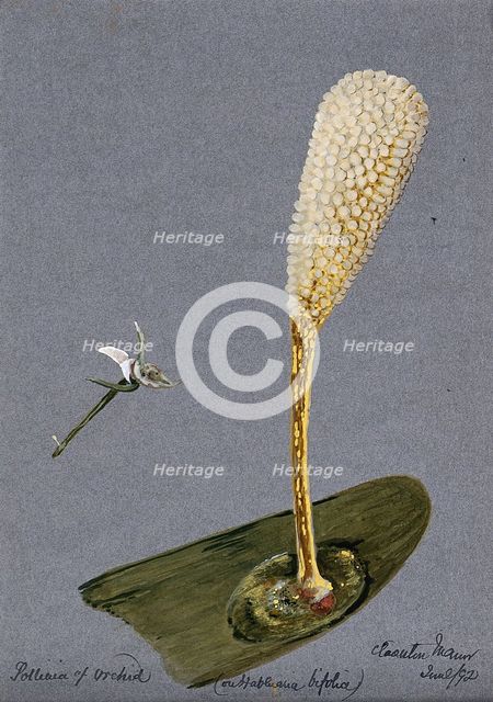 Pollinia (clumps of pollen) of the butterfly habenaria orchid (Habenaria bifolia) on a..., 1892. Creator: Unknown.