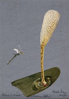 Pollinia (clumps of pollen) of the butterfly habenaria orchid (Habenaria bifolia) on a..., 1892. Creator: Unknown