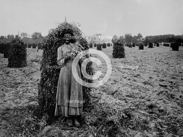 Polly in the peanut patch, between 1900 and 1905. Creator: Unknown.