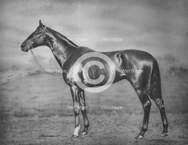 'Polymelus', 1902-1924, (1911). Artist: Unknown.