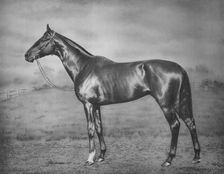 Polymelus 1902-1924, (1911)