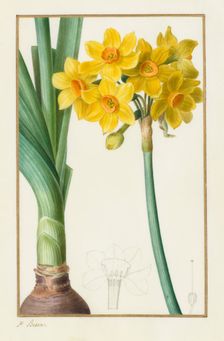 Polyanthus or Cluster Narcissus (Botanical: Narcissus tazetta), 1836. Creator: Pancrace Bessa (French, 1772-1846)