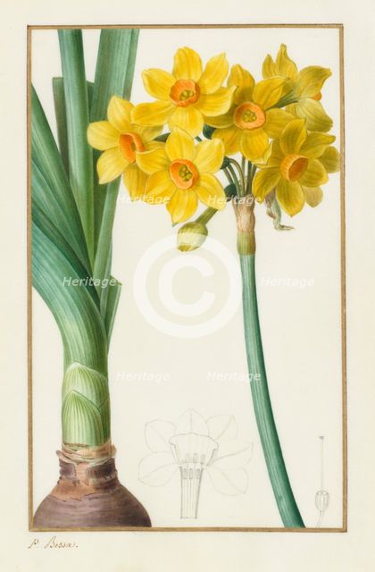 Polyanthus or Cluster Narcissus (Botanical: Narcissus tazetta), 1836. Creator: Pancrace Bessa (French, 1772-1846).