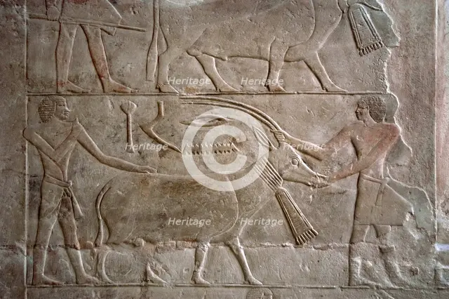 Polychrome relief depicting offering bearers with an antelope, Mastaba of Mereruka, Saqqara, Egypt. Creator: Unknown.
