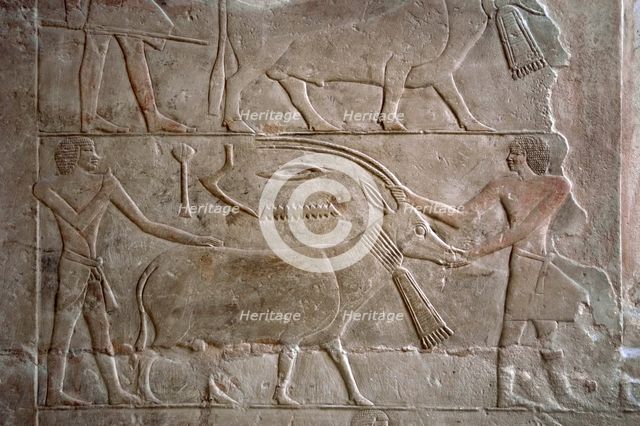 Polychrome relief depicting offering bearers with an antelope, Mastaba of Mereruka, Saqqara, Egypt. Creator: Unknown.