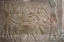 Polychrome relief depicting offering bearers with an antelope, Mastaba of Mereruka, Saqqara, Egypt. Creator: Unknown