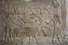 Polychrome relief depicting offering bearers with an antelope, Mastaba of Mereruka, Saqqara, Egypt. Creator: Unknown