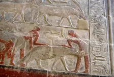 Polychrome relief depicting the capture of a hyena, Mastaba of Mereruka, Saqqara, Egypt, 2003. Creator: Unknown