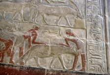 Polychrome relief depicting the capture of a hyena, Mastaba of Mereruka, Saqqara, Egypt, 2003. Creator: Unknown