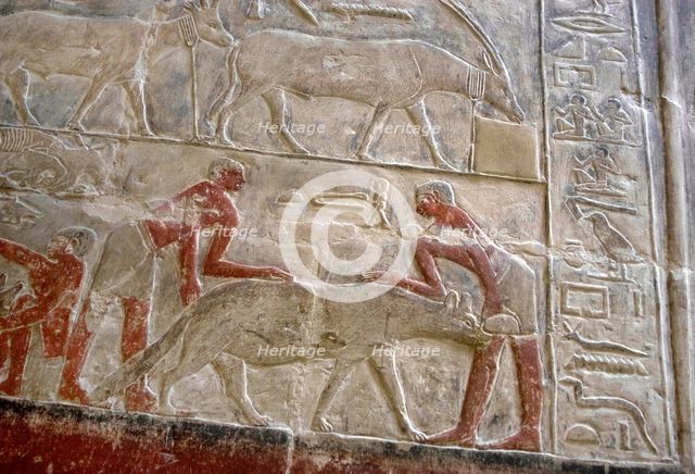 Polychrome relief depicting the capture of a hyena, Mastaba of Mereruka, Saqqara, Egypt, 2003. Creator: Unknown.