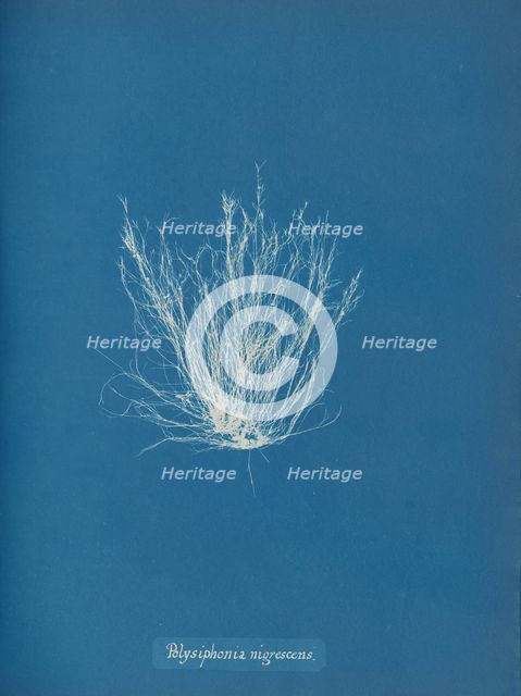 Polysiphonia nigrescens, ca. 1853. Creator: Anna Atkins.