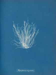 Polysiphonia nigrescens, ca. 1853. Creator: Anna Atkins