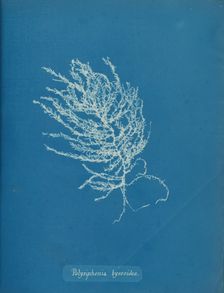 Polysiphonia byssoides, ca. 1853. Creator: Anna Atkins
