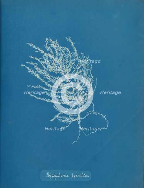 Polysiphonia byssoides, ca. 1853. Creator: Anna Atkins.