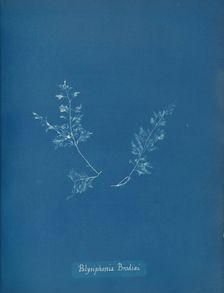 Polysiphonia Brodiæi, ca. 1853. Creator: Anna Atkins