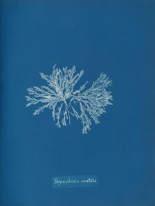 Polysiphonia cristata, ca. 1853. Creator: Anna Atkins