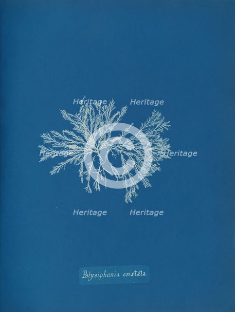 Polysiphonia cristata, ca. 1853. Creator: Anna Atkins.