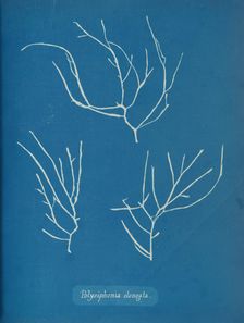 Polysiphonia elongata, ca. 1853. Creator: Anna Atkins