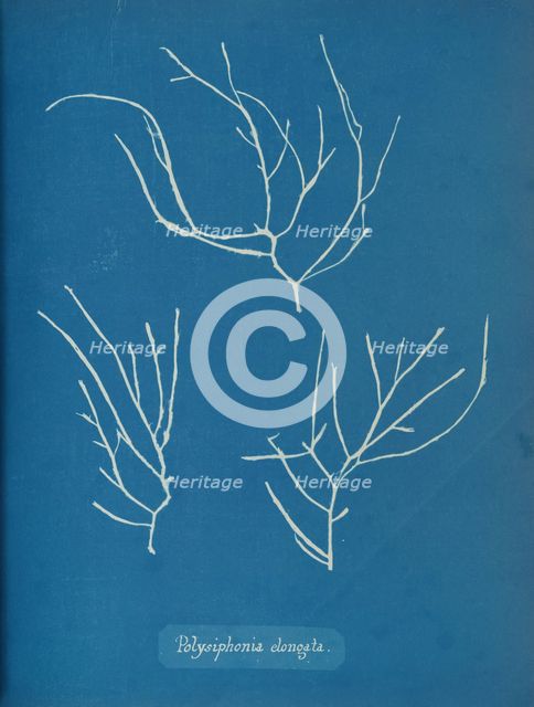 Polysiphonia elongata, ca. 1853. Creator: Anna Atkins.