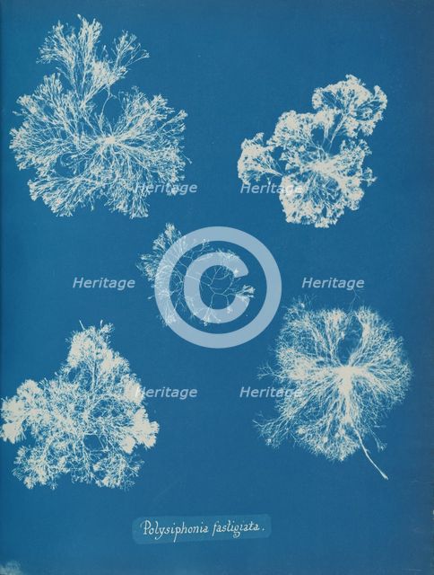 Polysiphonia fastigiata, ca. 1853. Creator: Anna Atkins.