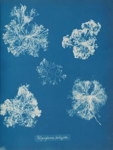 Polysiphonia fastigiata, ca. 1853. Creator: Anna Atkins