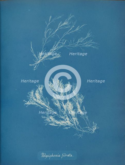 Polysiphonia fibrata, ca. 1853. Creator: Anna Atkins.