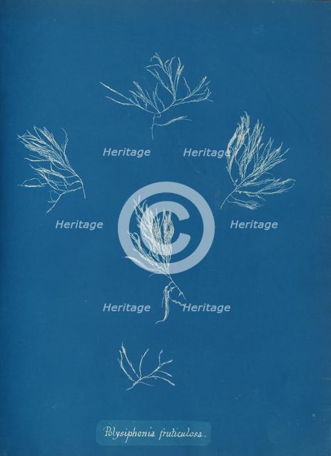 Polysiphonia fruticulosa, ca. 1853. Creator: Anna Atkins.