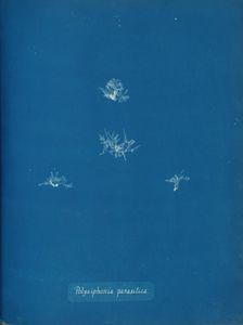 Polysiphonia parasitica, ca. 1853. Creator: Anna Atkins