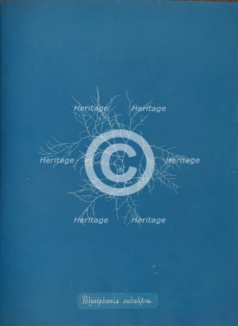 Polysiphonia subulifera, ca. 1853. Creator: Anna Atkins.