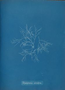 Polysiphonia subulifera, ca. 1853. Creator: Anna Atkins