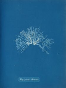 Polysiphonia thuyoides, ca. 1853. Creator: Anna Atkins