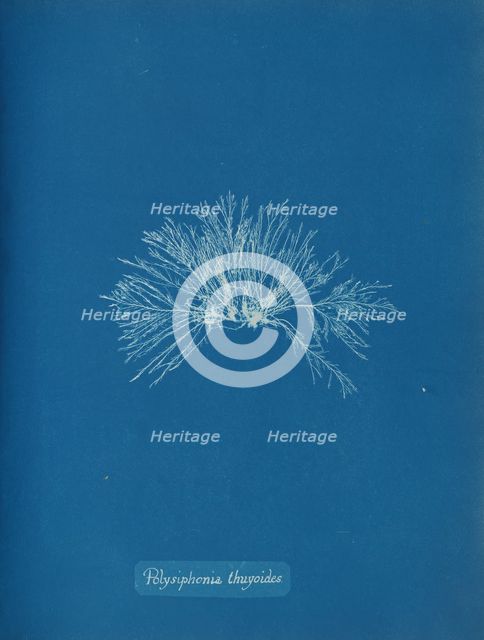 Polysiphonia thuyoides, ca. 1853. Creator: Anna Atkins.