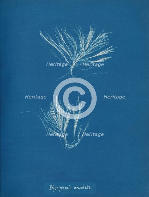 Polysiphonia urceolata, ca. 1853. Creator: Anna Atkins.