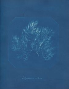 Polysiphonia violacea, ca. 1853. Creator: Anna Atkins