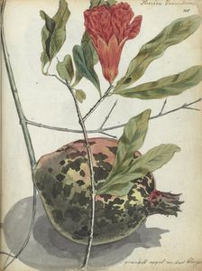 Pomegranate, 1779-1787. Creator: Jan Brandes