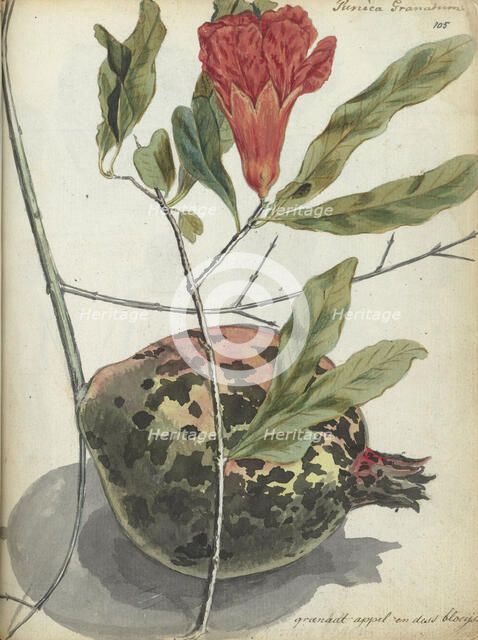 Pomegranate, 1779-1787. Creator: Jan Brandes.