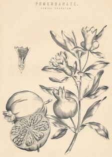 Pomegranate c19th century
