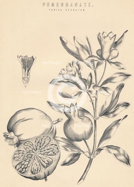 'Pomegranate', c19th century. Artist: Unknown.