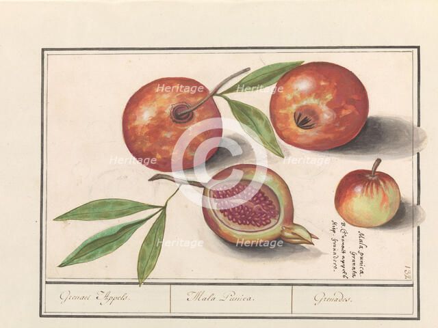 Pomegranate (Punica granatum), 1596-1610. Creators: Anselmus de Boodt, Elias Verhulst.