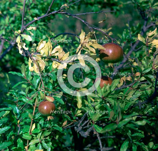 Pomegranates in Sicily. Artist: Unknown