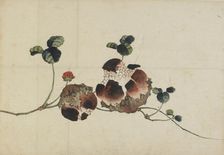 Pomegranates, late 18th-early 19th century. Creator: Hokusai