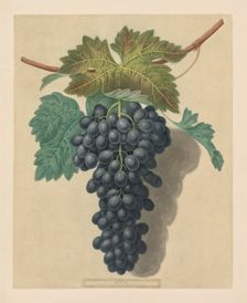 Pomona Britannica: No. 52 - Black Prince Grape, 1809. Creator: George Brookshaw (British)
