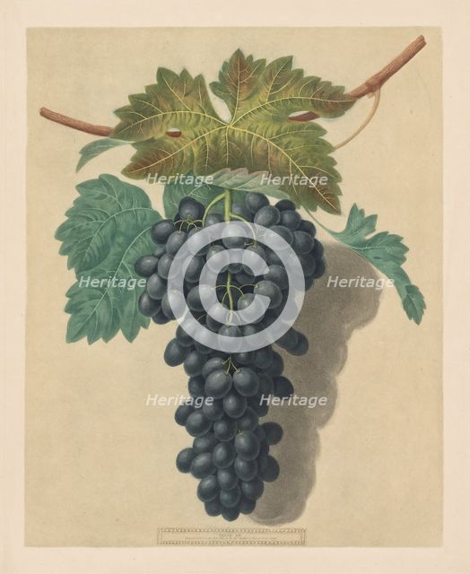 Pomona Britannica: No. 52 - Black Prince Grape, 1809. Creator: George Brookshaw (British).