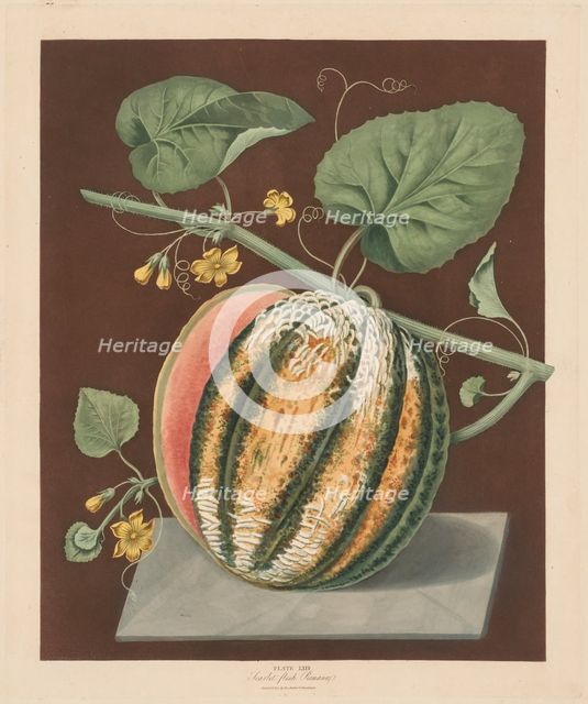 Pomona Britannica: No. 64 - Scarlet Flesh Romana Melon, 1812. Creator: George Brookshaw (British).