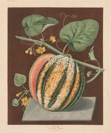 Pomona Britannica: No. 64 - Scarlet Flesh Romana Melon, 1812. Creator: George Brookshaw (British)