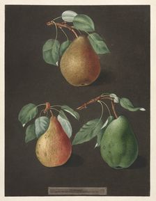 Pomona Britannica: No. 82 - Pears, 1807. Creator: George Brookshaw (British)