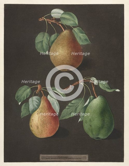 Pomona Britannica: No. 82 - Pears, 1807. Creator: George Brookshaw (British).